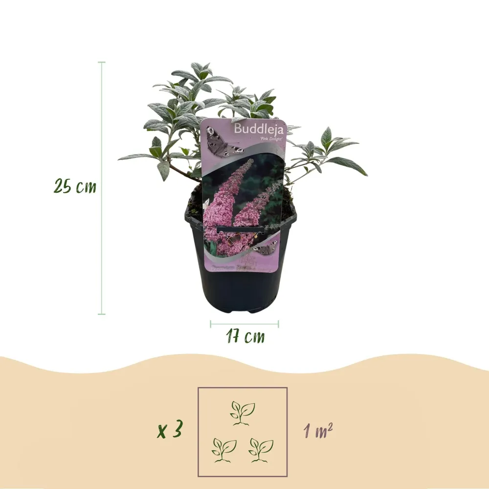 Fjärilsbuske (Buddleja davidii) 'Pink Delight'