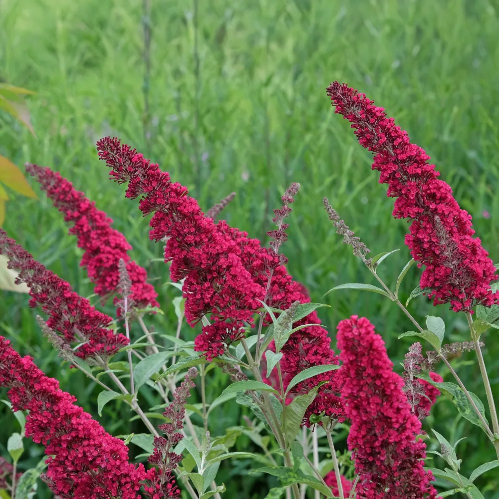 Fjärilsbuske (Buddleja davidii) 'Royal Red'
