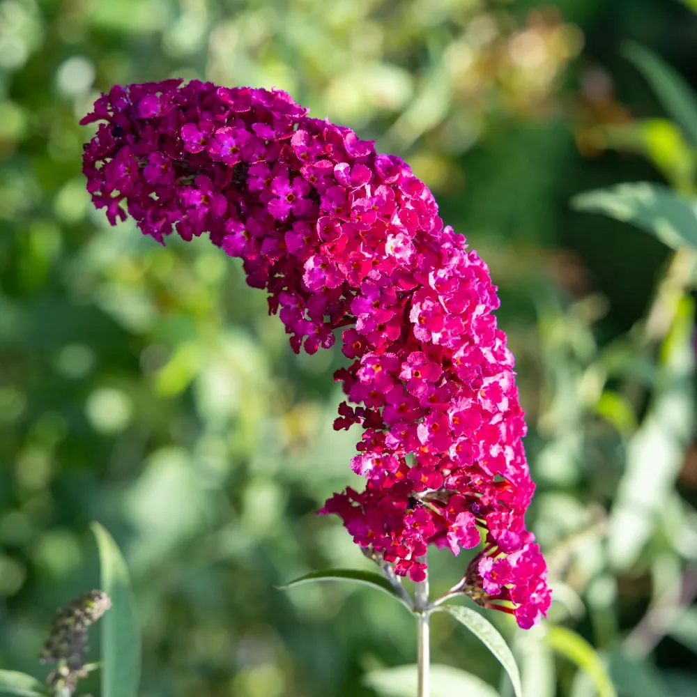 Fjärilsbuske (Buddleja davidii) 'Royal Red'