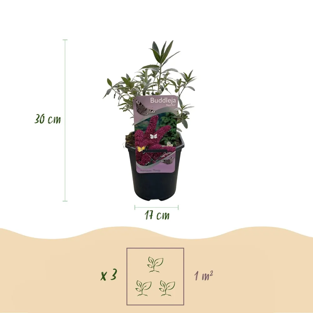Fjärilsbuske (Buddleja davidii) 'Royal Red'