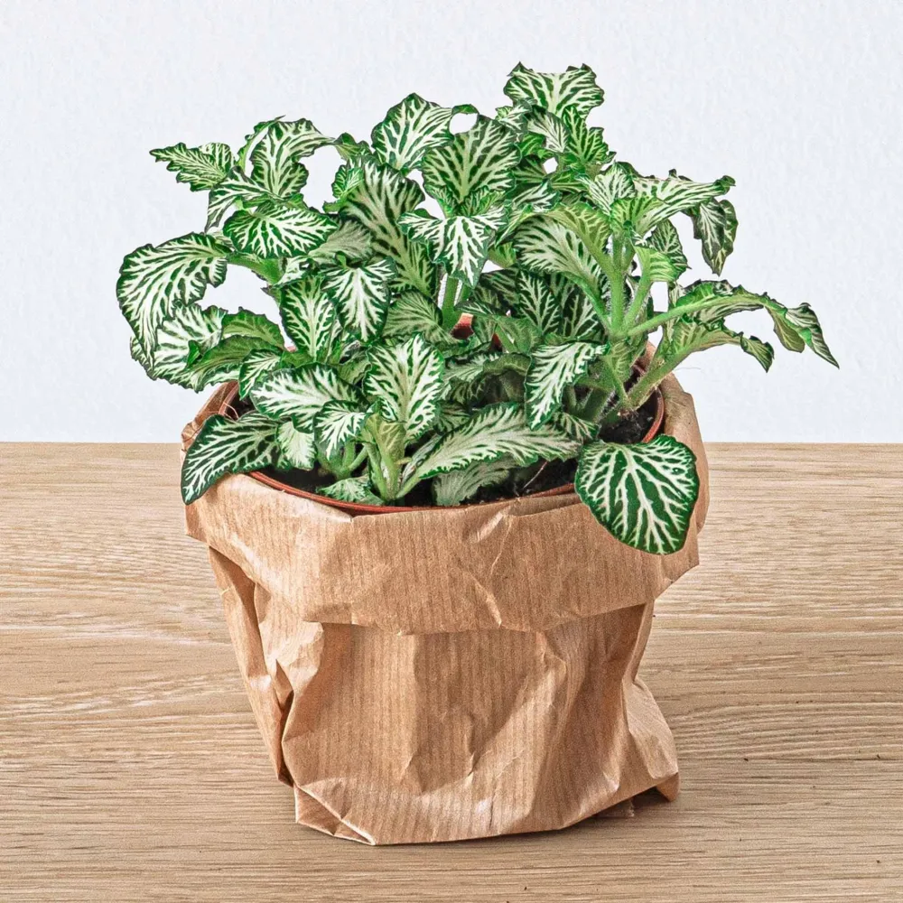 Grön fittonia