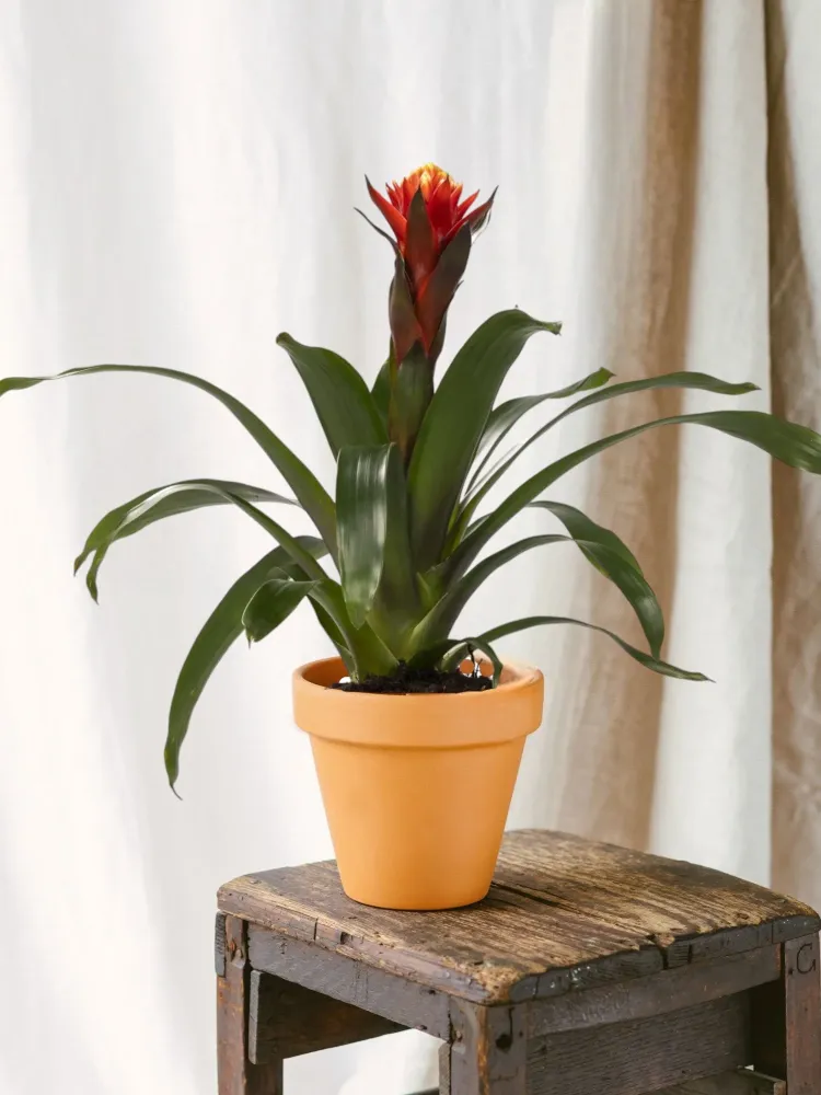 Guzmania lycka