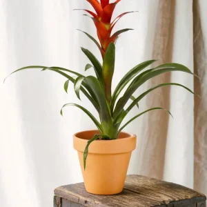 Guzmania Ostara