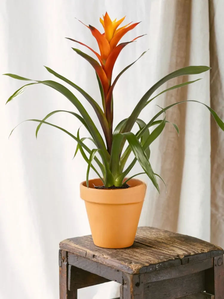 Guzmania Variada