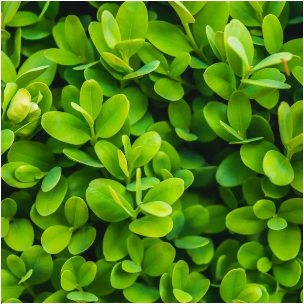 Hedge Buxus Sempervirens X6