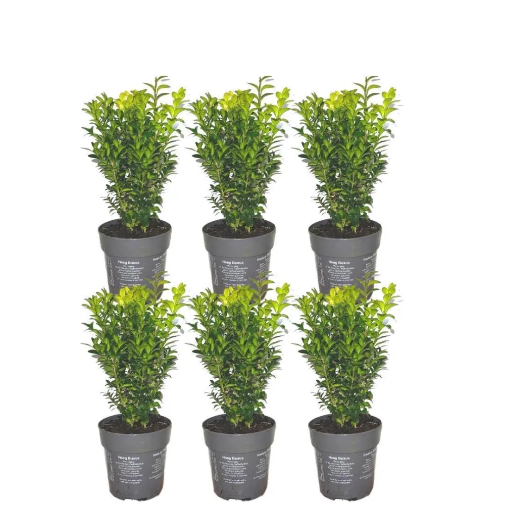 Hedge Buxus Sempervirens X6