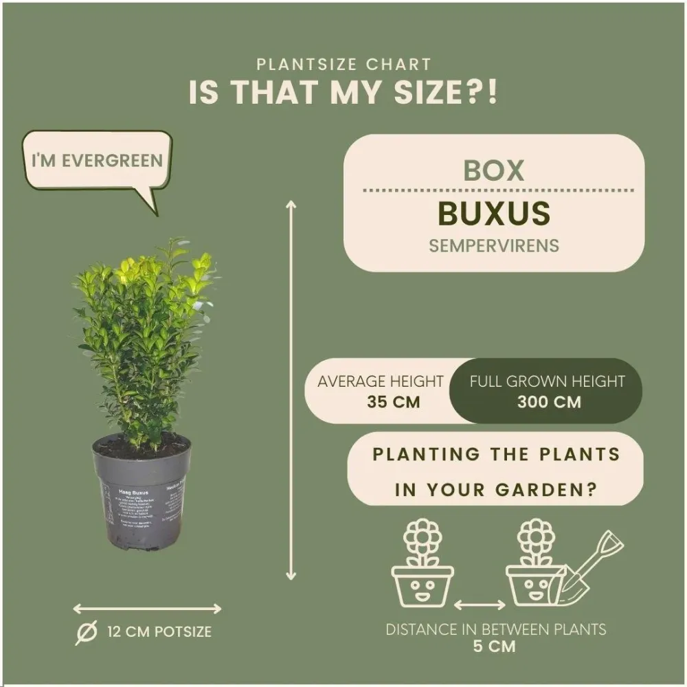 Hedge Buxus Sempervirens X6