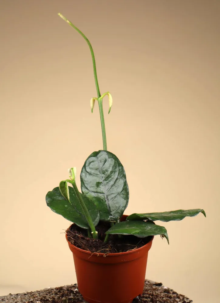 Hoya globulosa