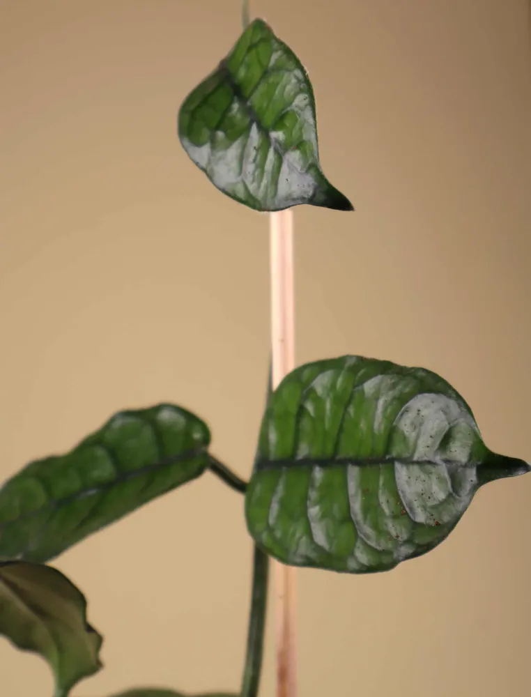Hoya globulosa