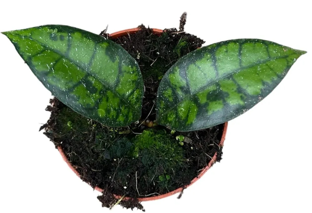 Hoya svart katt
