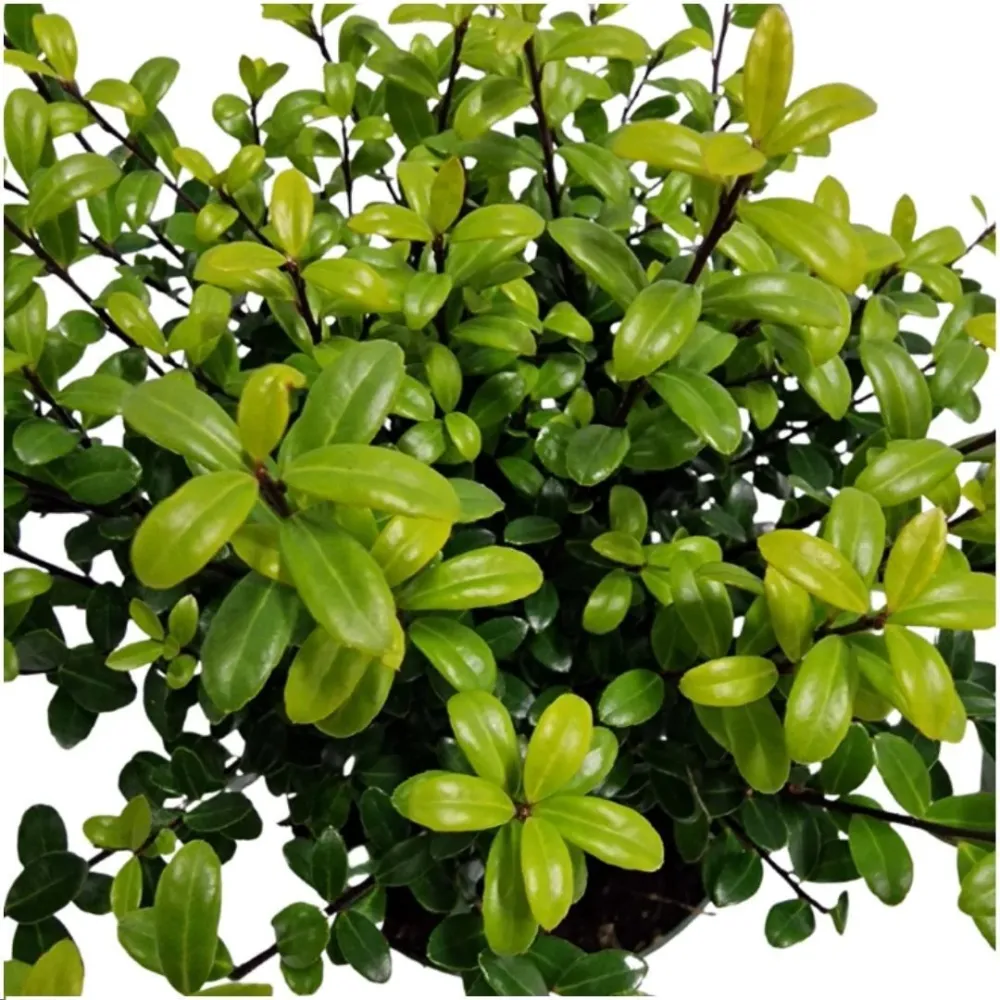 24 x Ilex crenata 'Jenny'