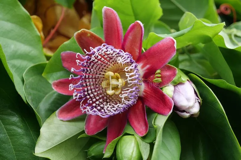 Jättegrenadilla (Passiflora quadrangularis) | frön, 10 st.