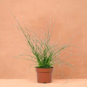 Juncus Liebeslocken