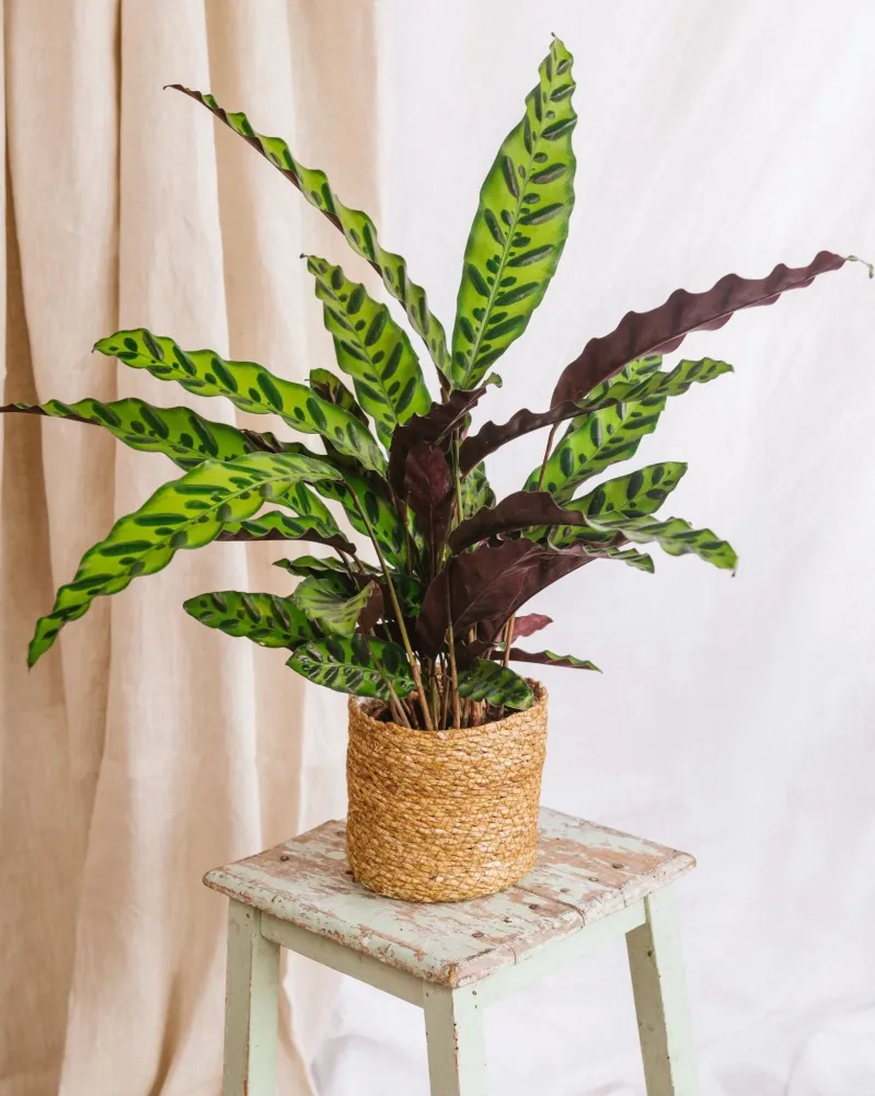 Kalatea lancifolia L