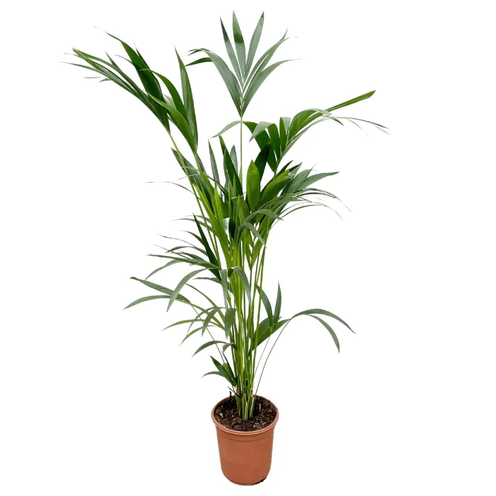 Kentia palm