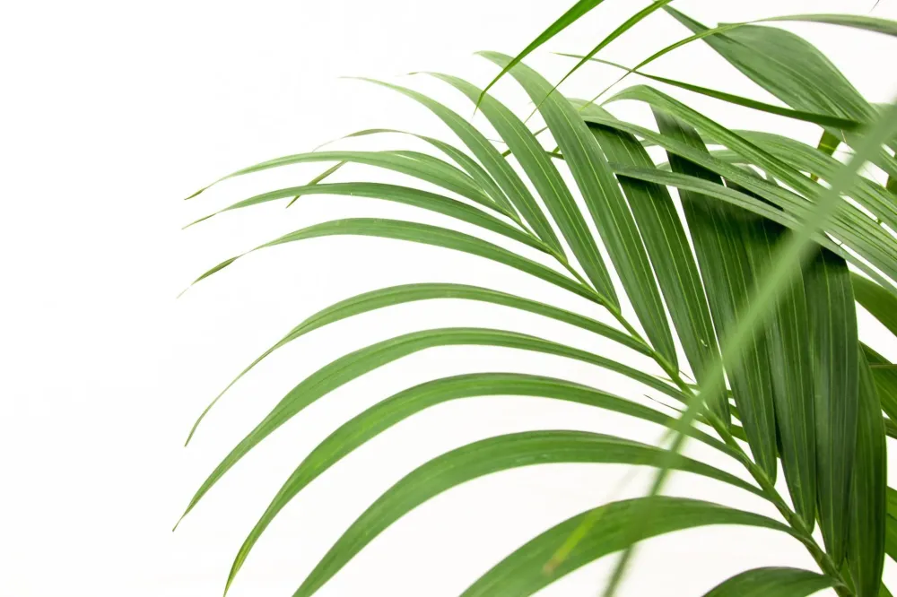 Kentia palm