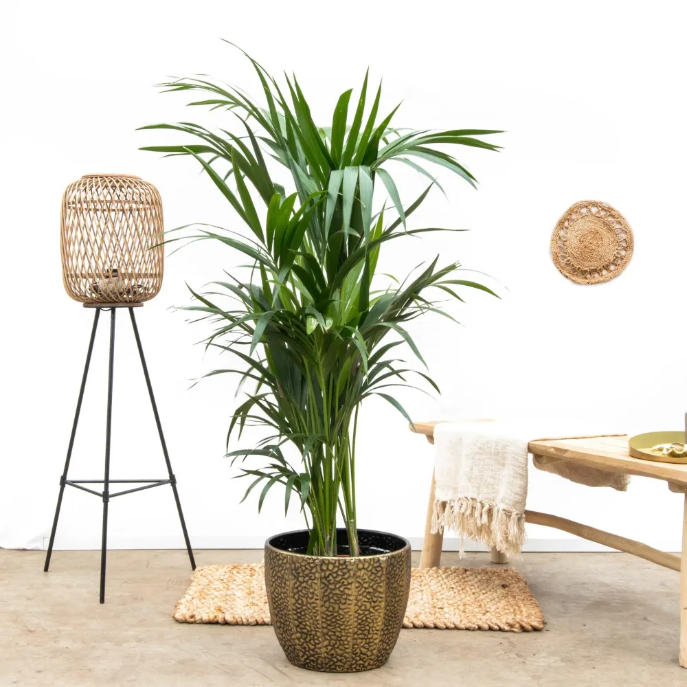 Kentia palm