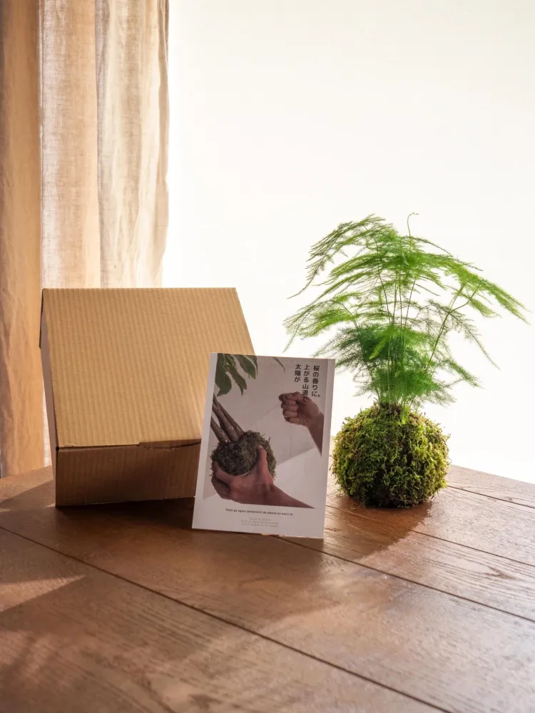 Kit Kokedama - Sparris