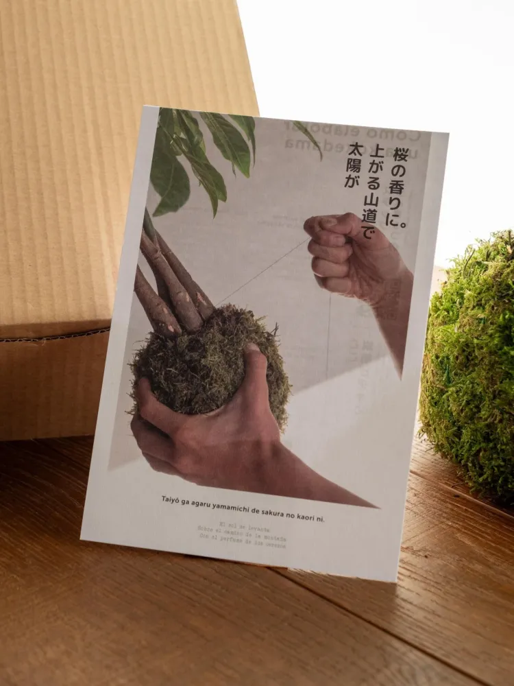 Kit Kokedama - Sparris