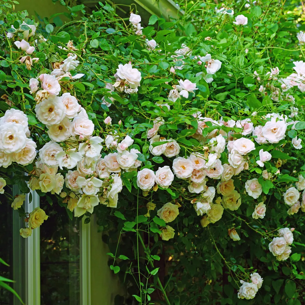 Klätterros (Rosa) 'New Dawn'