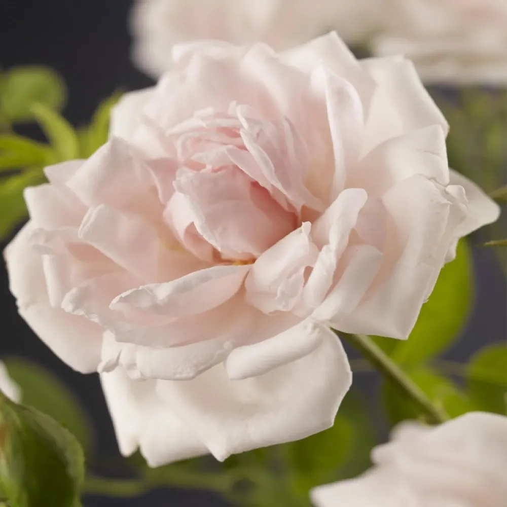 Klätterros (Rosa) 'New Dawn'