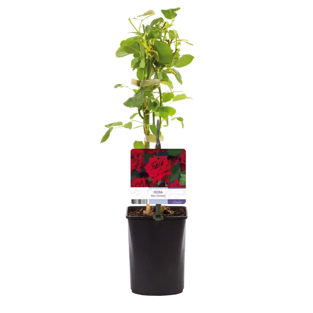 Klätterros (Rosa) 'Red Climber'