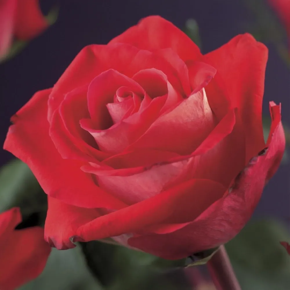 Klätterros (Rosa) 'Red Climber'