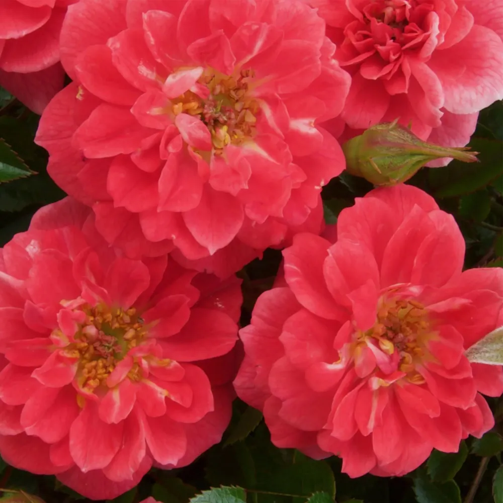 Klätterros (Rosa) 'Salmon Queen'