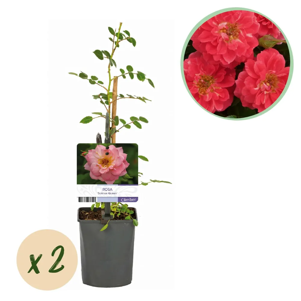 Klätterros (Rosa) 'Salmon Queen'