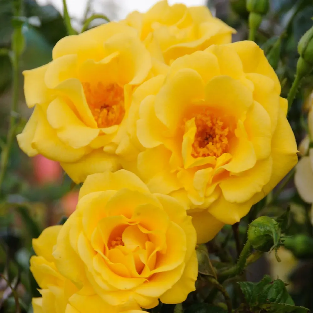 Klätterros (Rosa) 'Spring Queen'