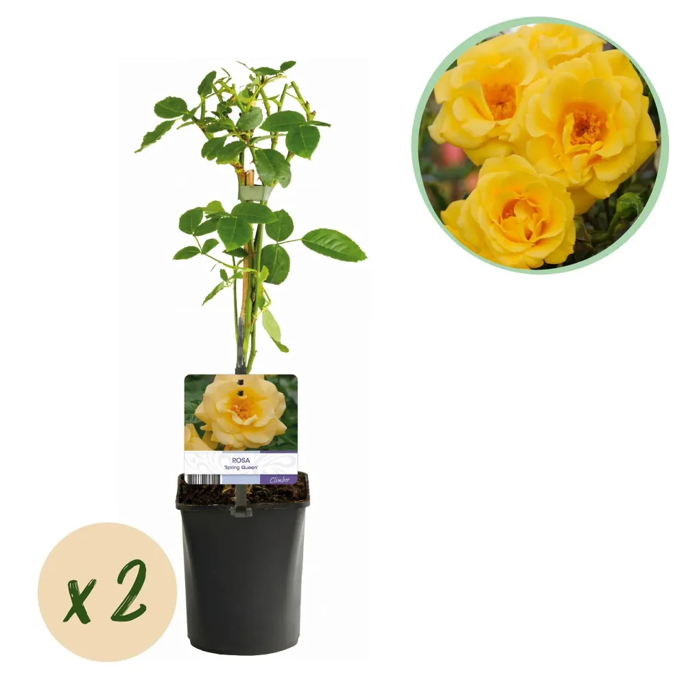 Klätterros (Rosa) 'Spring Queen'