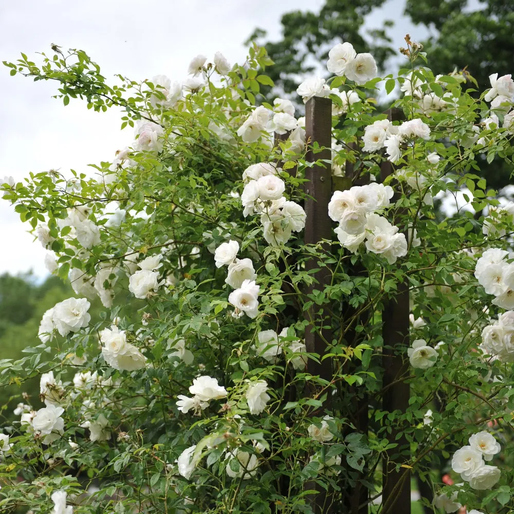 Klätterros (Rosa) 'White Climber'