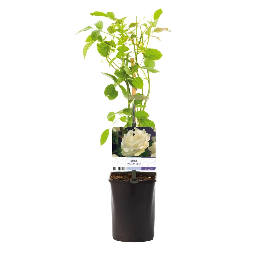Klätterros (Rosa) 'White Climber'