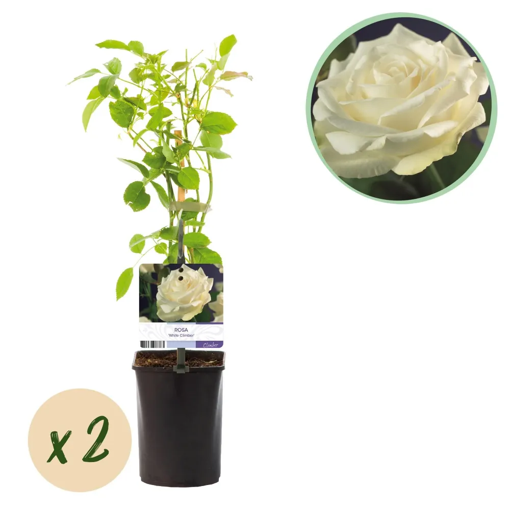Klätterros (Rosa) 'White Climber'
