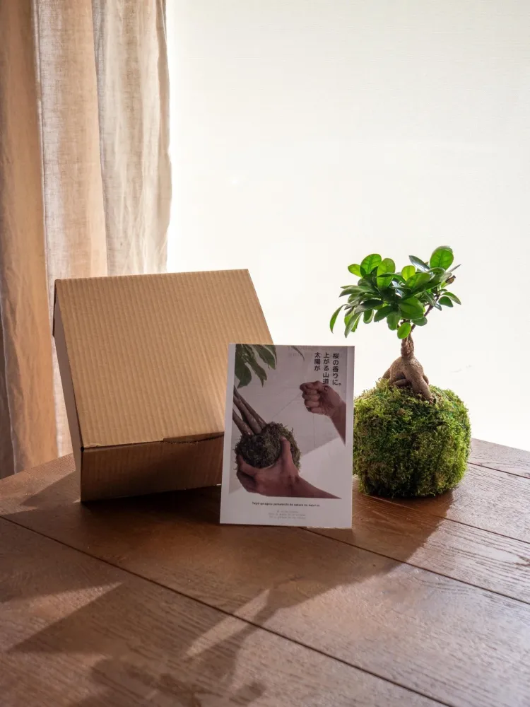 Kokedama Kit - Ficus