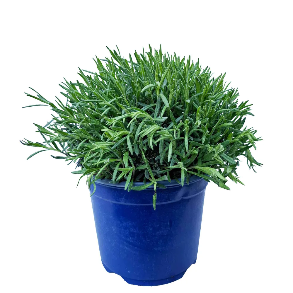 Lavandula Hidecote Bush D19