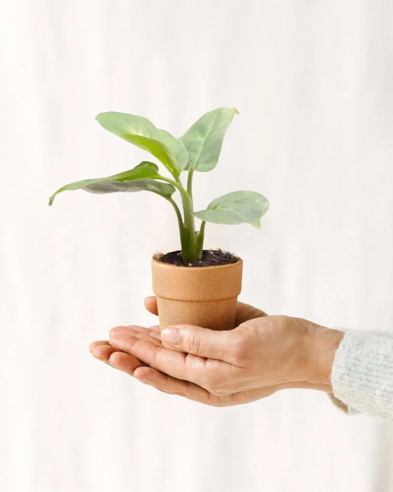Liten Dieffenbachia Maculata Compacta