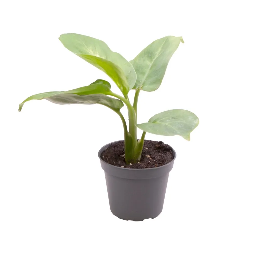 Liten Dieffenbachia Maculata Compacta