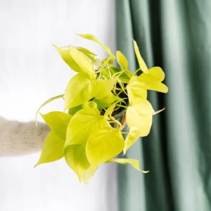 Liten limefilodendron