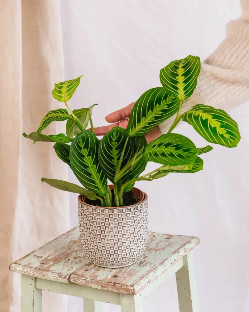 Maranta citronlime
