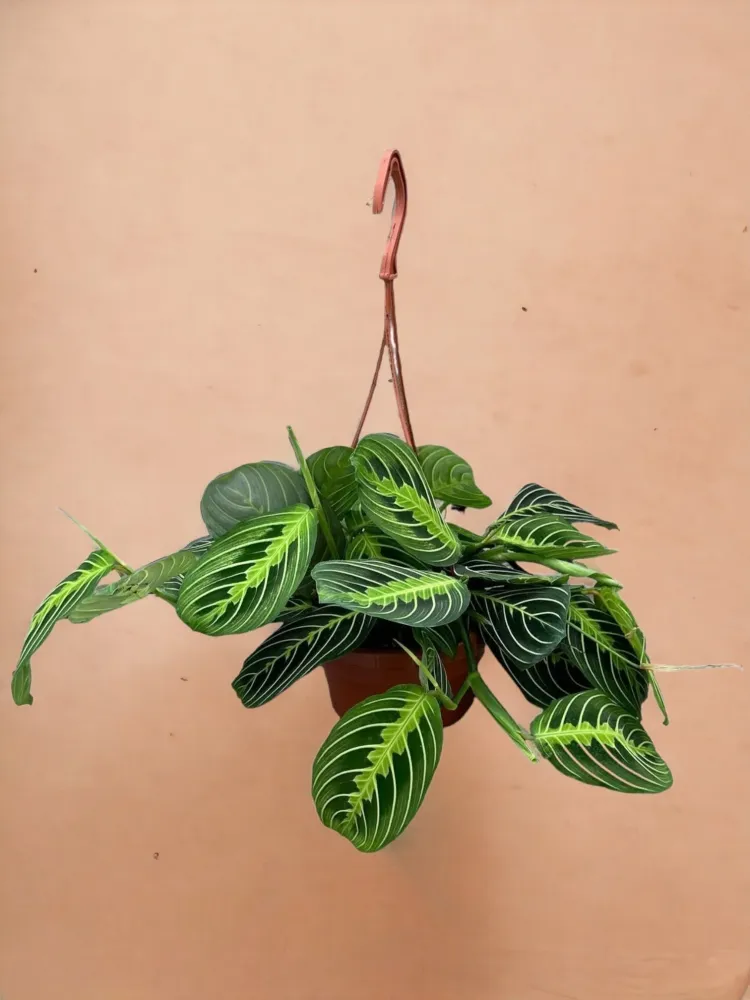 Maranta citronlime