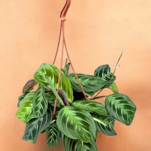 Maranta utan ID