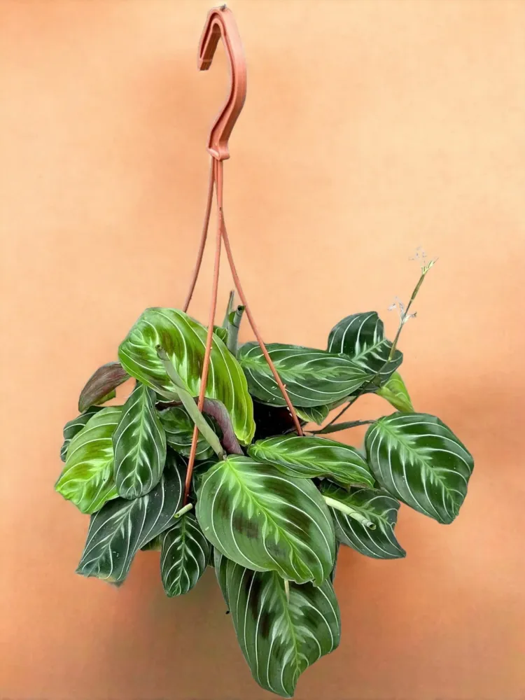 Maranta utan ID