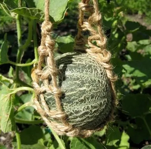 Melonnätskördskung 11,5 cm.
