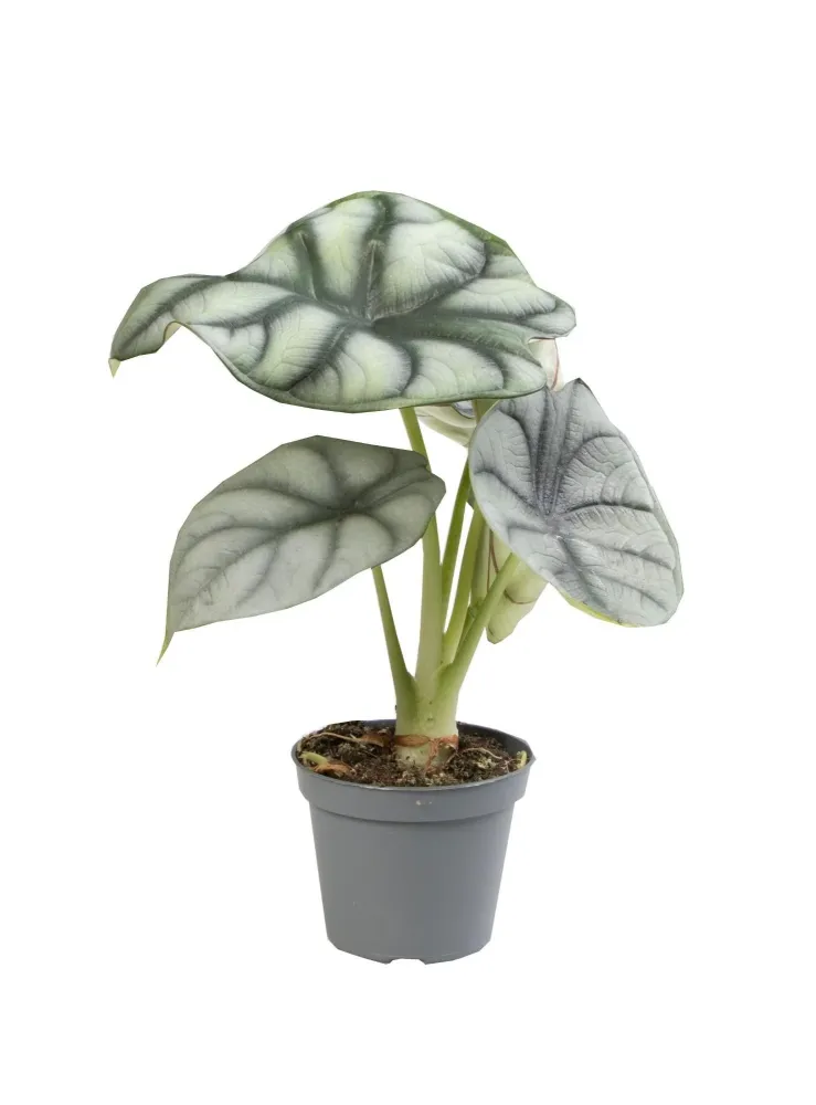 Mini Alocasia Silver Dragon