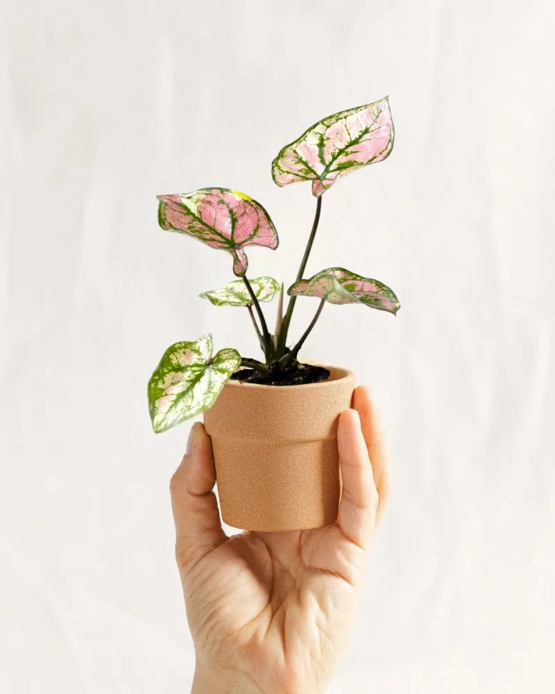 Mini Caladium lila