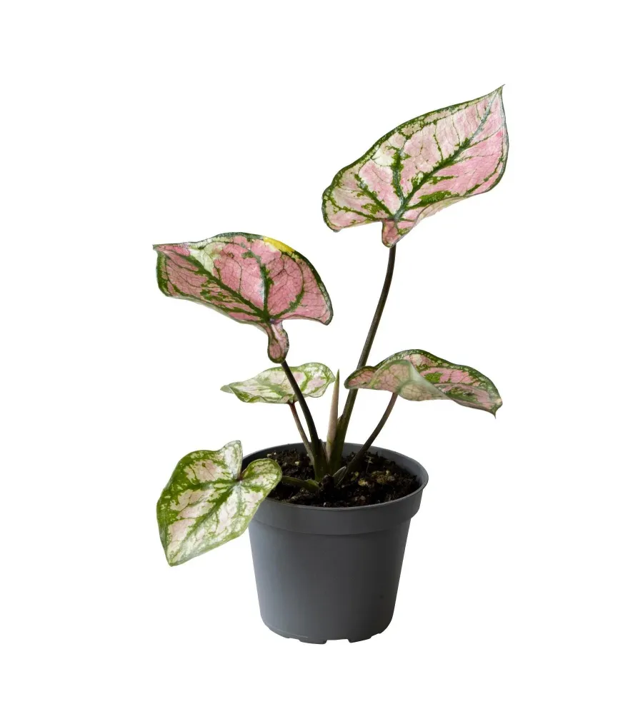 Mini Caladium lila