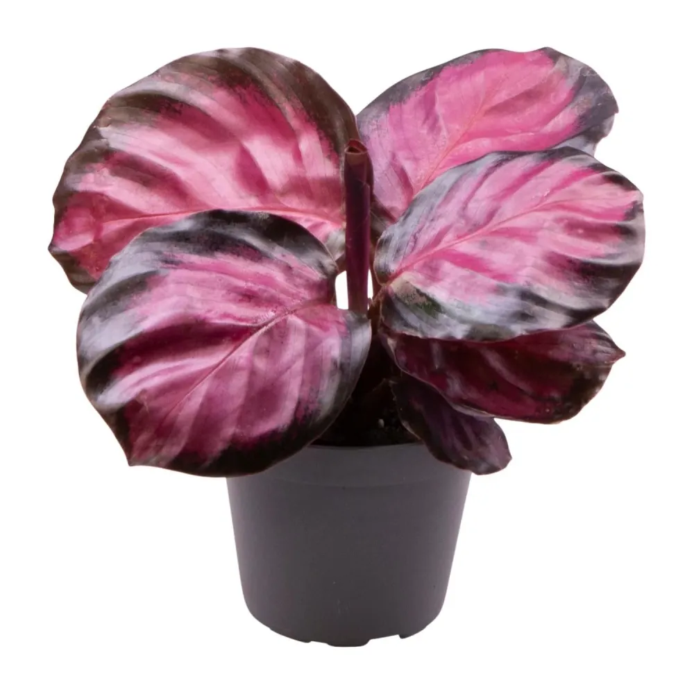 Mini Calathea Roseopicta Rosey