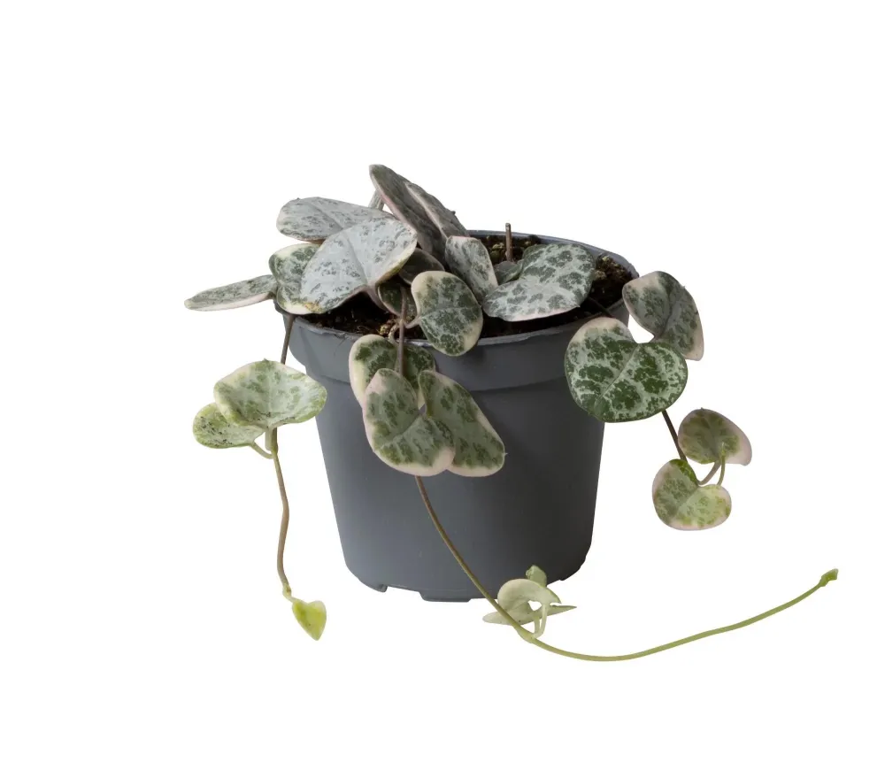 Mini Ceropegia Variegata