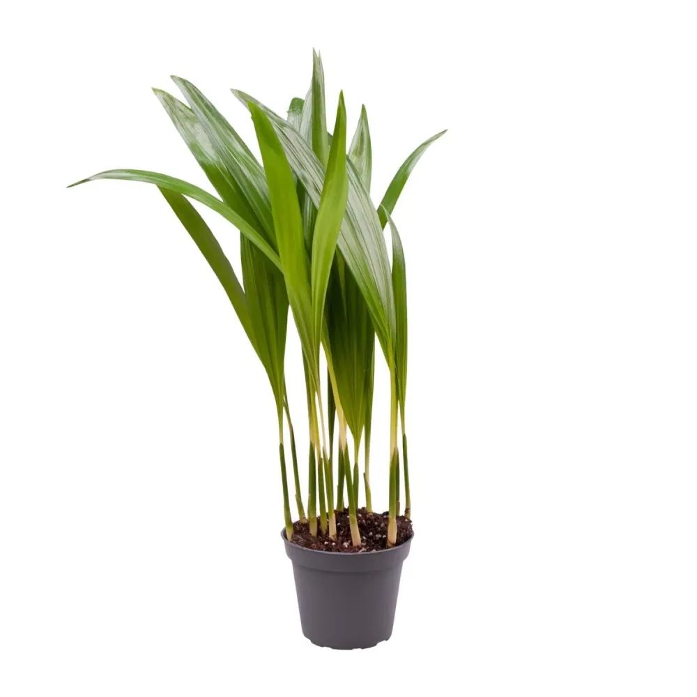 Mini Chrysalidocarpus Lutescens